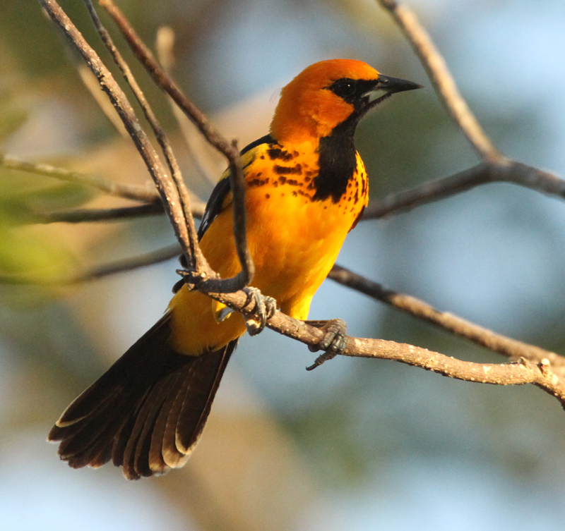 Spot-breasted Oriole. Photo by Steve Bird.