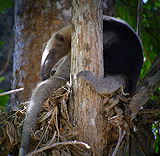 Northern Tamandua. Photo by Gina Nichol.