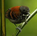 Spotted Antbird. Photo by Steve Bird.