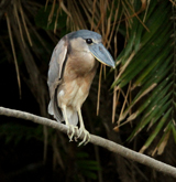 Boat-billed Heron. Photo by Steve Bird.