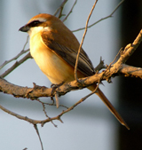 Brown Shrike