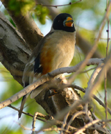 Chinese Grosbeak