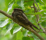 Gray Nightjar