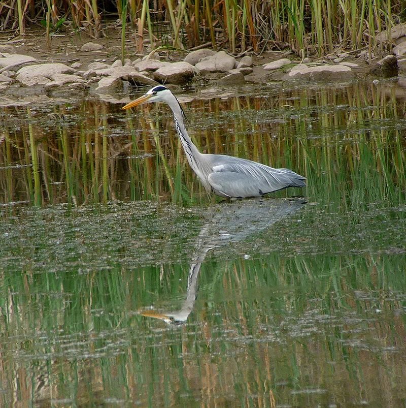 Gray Heron. Photo  Gina Nichol 