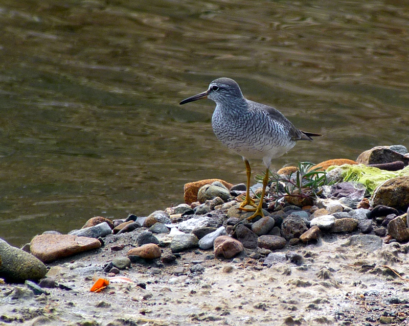 Gray-tailed Tattler. Photo  Gina Nichol