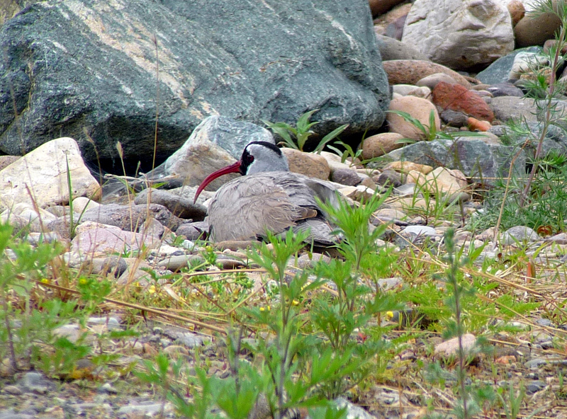 Ibisbill. Photo  Gina Nichol