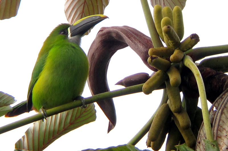 Santa Marta (Emerald) Toucanet 