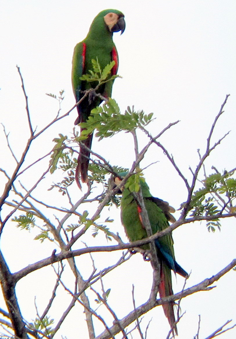 Chestnut-fronted Macaw 