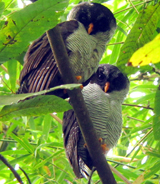 Black-and-White Owl