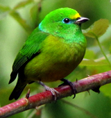 Blue-naped Chlorophonia