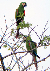 Chestnut-fronted Macaw