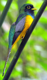 Gartered Trogon