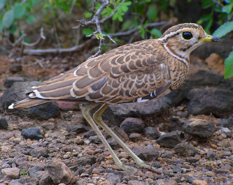 Hueglin's Courser photo by Gina Nichol