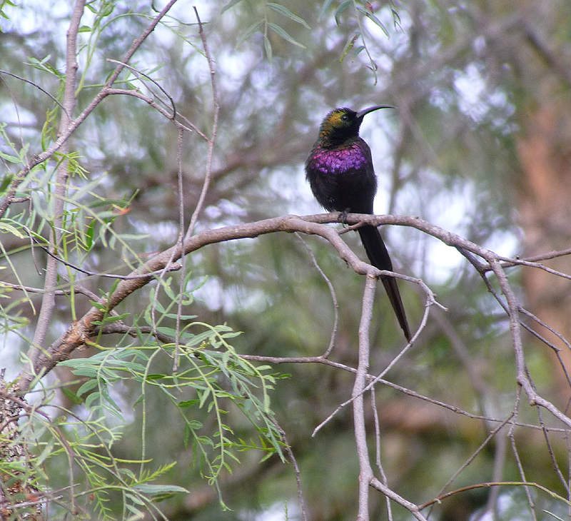 Bronze Sunbird by Gina Nichol