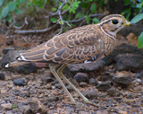 Hueglin's Courser photo by Gina Nichol