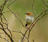 Abermare Cisticola photo by Gina Nichol