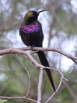 Bronze Sunbird photo by Gina Nichol