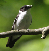 Collared Flycatcher