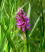 Marsh Orchid