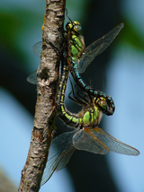 Hairy Hawkers