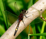 Yellow-spotted Whiteface