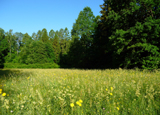 Meadow scene