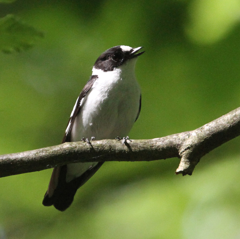 Collared Flycatcher 