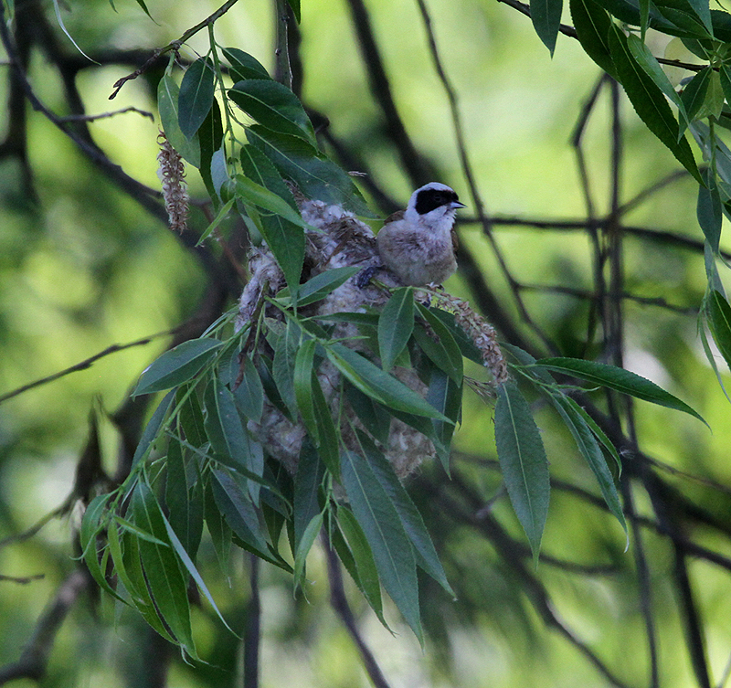 Penduline Tit 