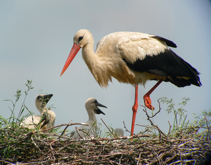 White Stork