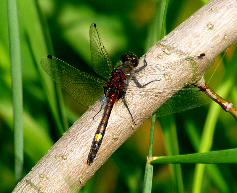 Yellow-spotted Whiteface