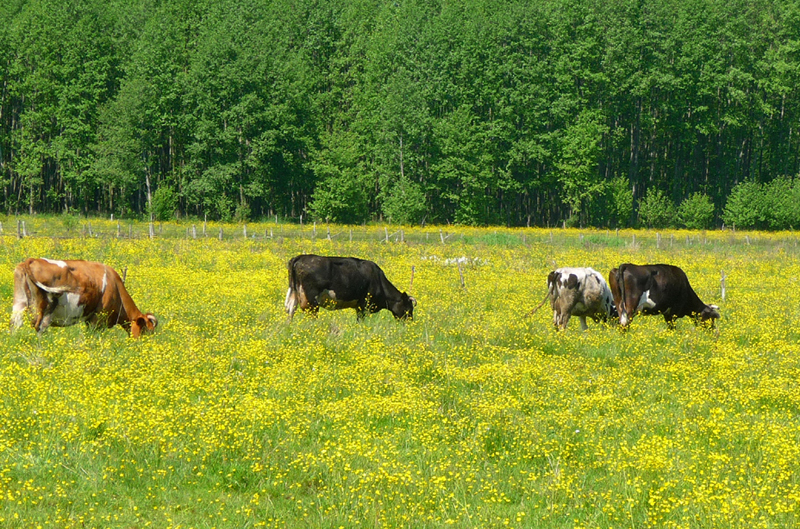 Buttercups