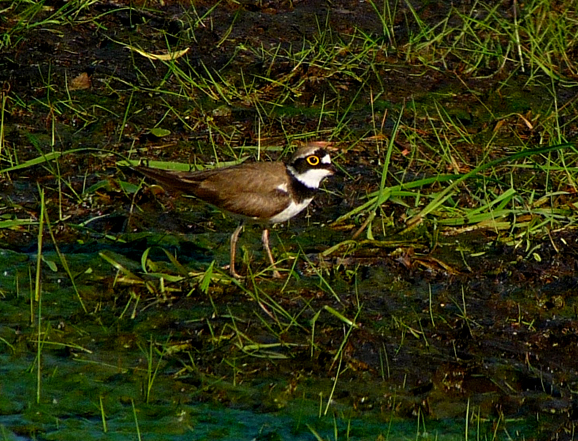 Little-ringed Plover 