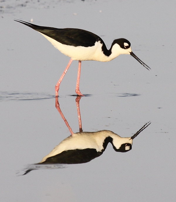 Black-necked Stilt 