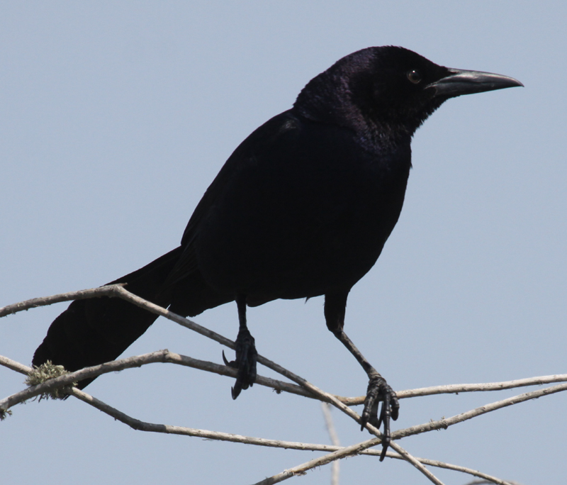 Boat-tailed Grackle