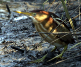 Least Bittern