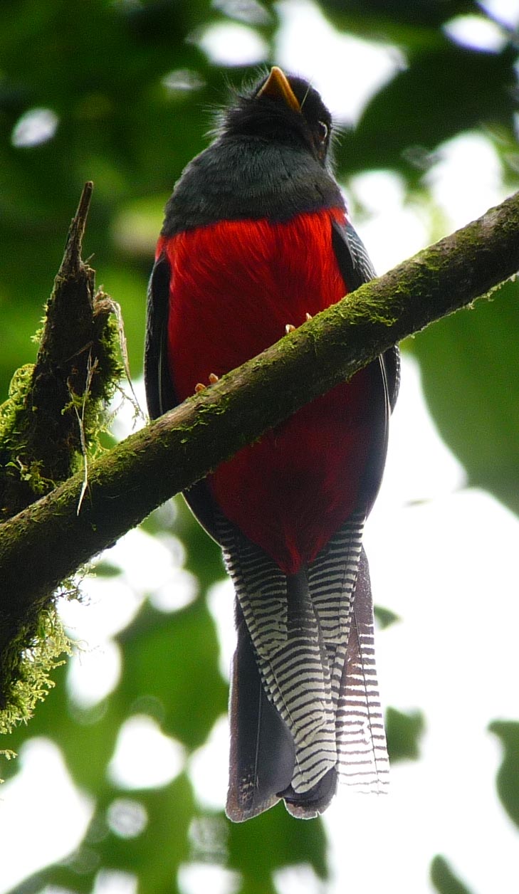 Bar-tailed Trogon. Photo by Gina Nichol.