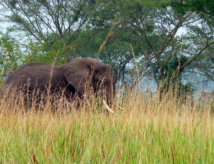 African Forest Elephant. pHoto by Gina Nichol.