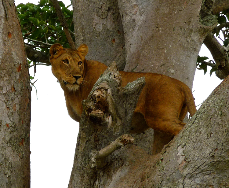 Lion photo by Gina Nichol.