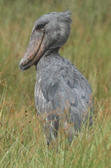 Shoebill. Photo by Gina Nichol.