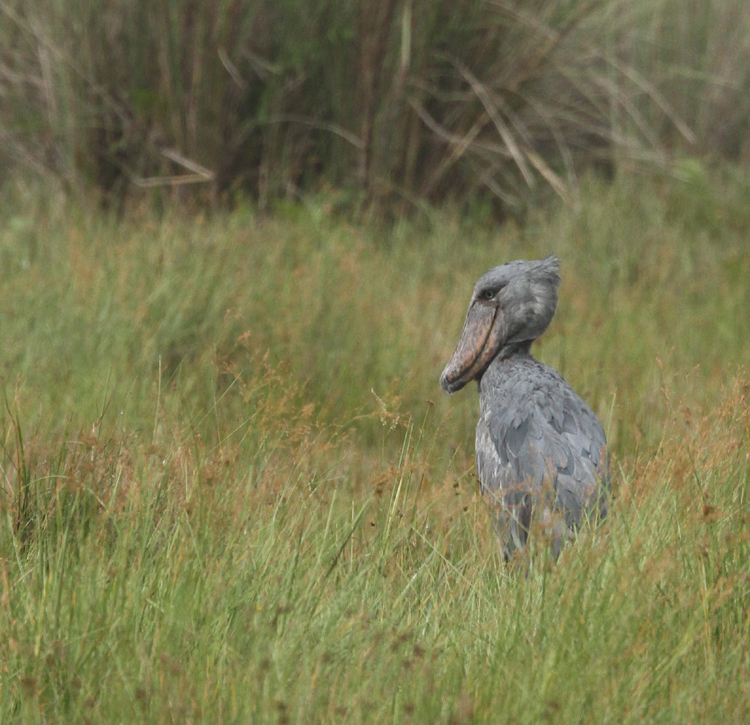 Shoebill. Photo by Steve Bird. 