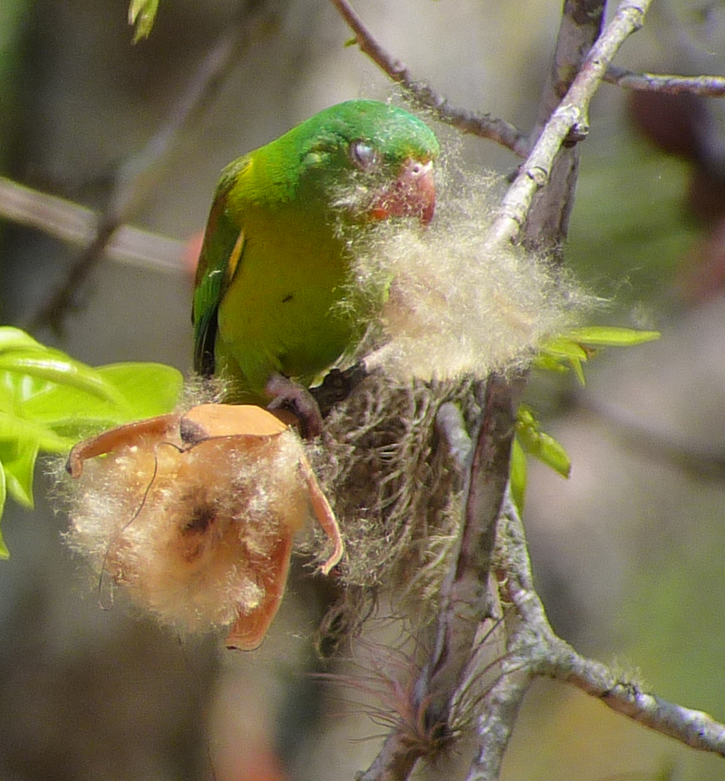 Orange-chinned Parakeet