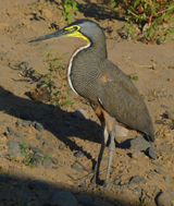 Bare-throated Tiger Heron 