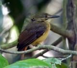 Royal Flycatcher