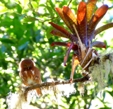 Costa Rican Pygmy Owl 