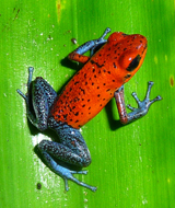 Strawberry Poison Dart Frog