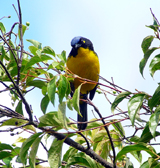 Santa Marta Mountain Tanager