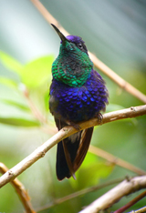 Violet-crowned Woodnymph 