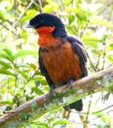 Red-ruffed Fruitcrow