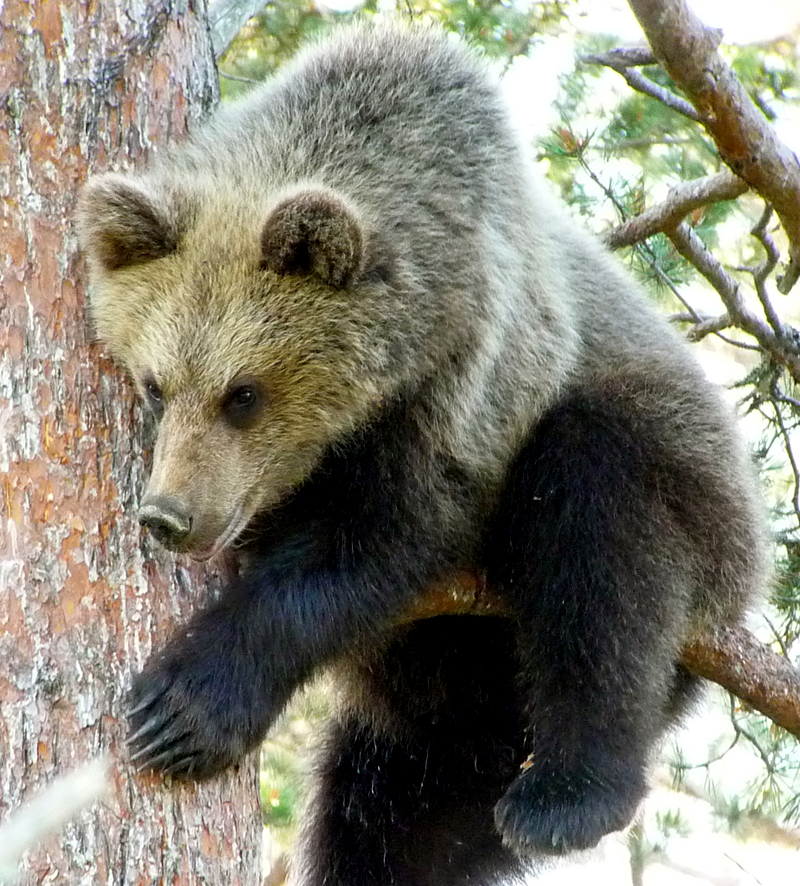 A BROWN BEAR CUB (18 months old) CALLED PANDA 