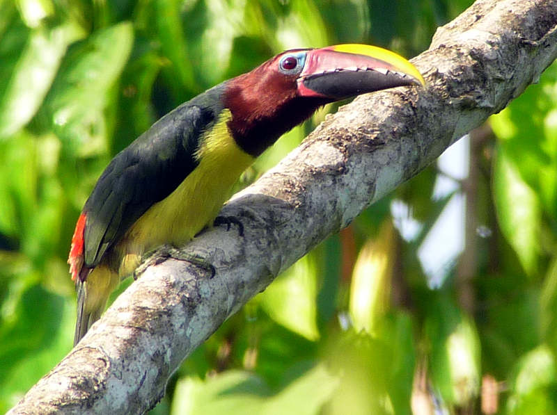 Green Aracari 